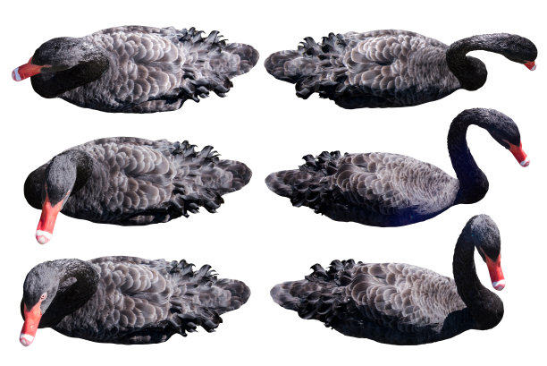 顶视图黑天鹅鸟孤立设置在白色背景图片下载
