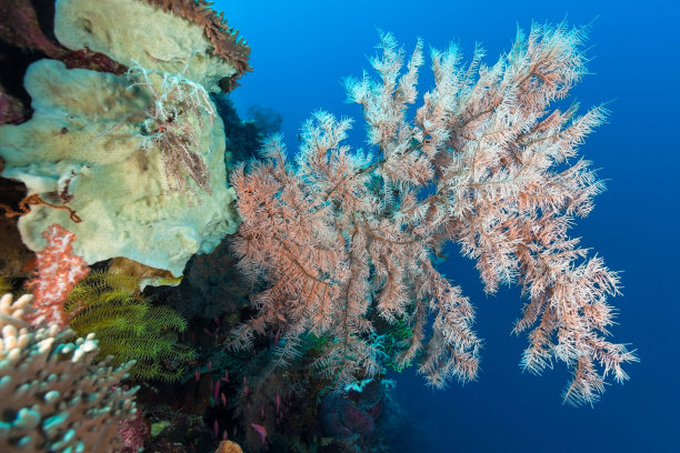 黑珊瑚美Antipathes sp.在蓝水，班达海，印度尼西亚图片下载