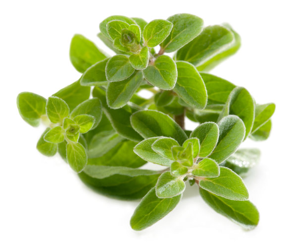 新鲜牛至分离对抗白色图片下载