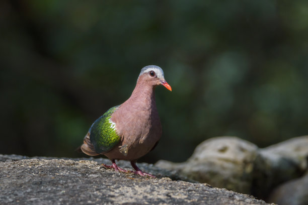 美丽的普通祖母绿鸽子，亚洲祖母绿鸽子栖息在岩石上，泰国图片下载
