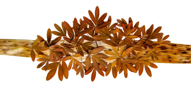 油画插图设置干压新鲜收集的千岛茶叶在一块树皮的形状的鸟的脚，孤立的阴影。照片处理图片下载