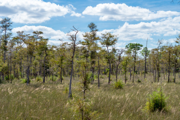 草地在大沼泽国家公园，佛罗里达，美国图片下载