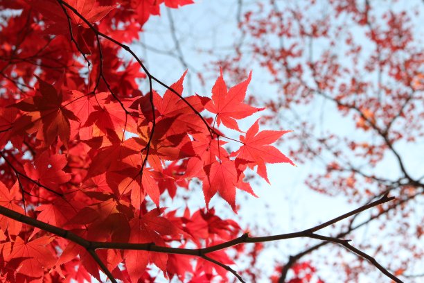 秋天红枫，韩国图片下载