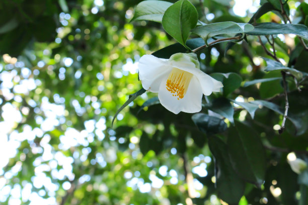 一朵美丽的盛开的白色山茶花图片下载