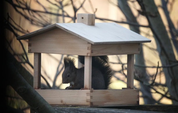 德国的松鼠图片下载