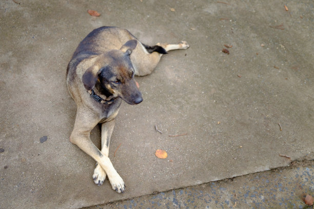 狗孤独地躺在路边等着主人图片下载