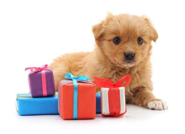 带着礼物的棕色小狗。图片下载