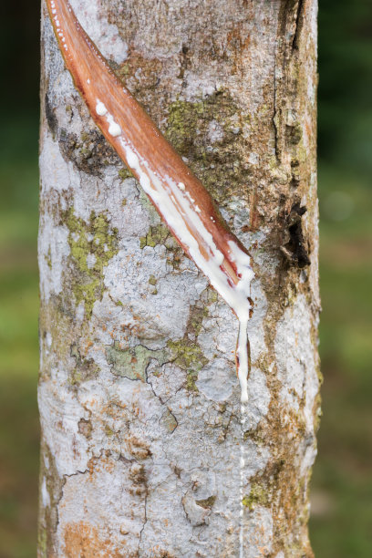 收获胶乳图片下载