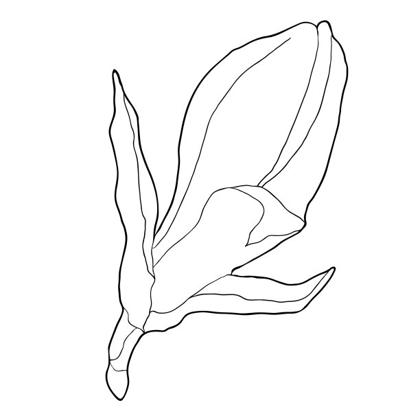 着色木兰花园装饰矢量插图图片下载