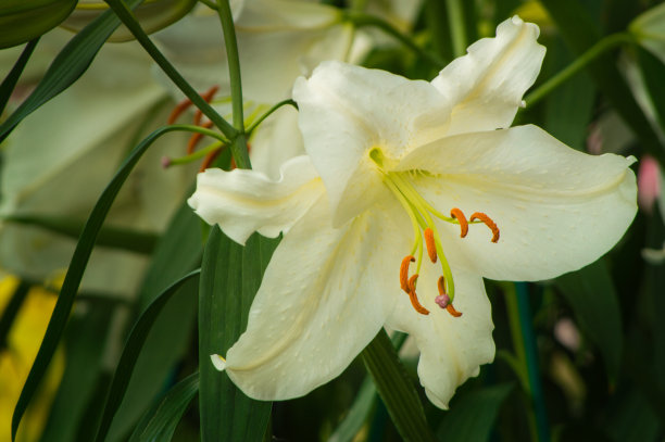 百合，花园里美丽的百合图片下载