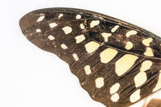 蝴蝶的翅膀在微距特写图片下载