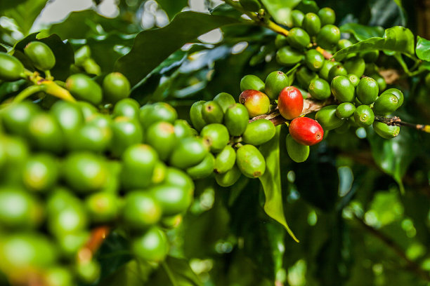 牙买加咖啡蓝山绿图片下载