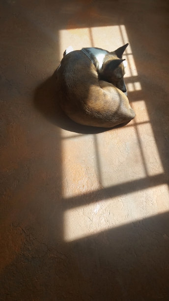 太阳下的贝森吉图片下载