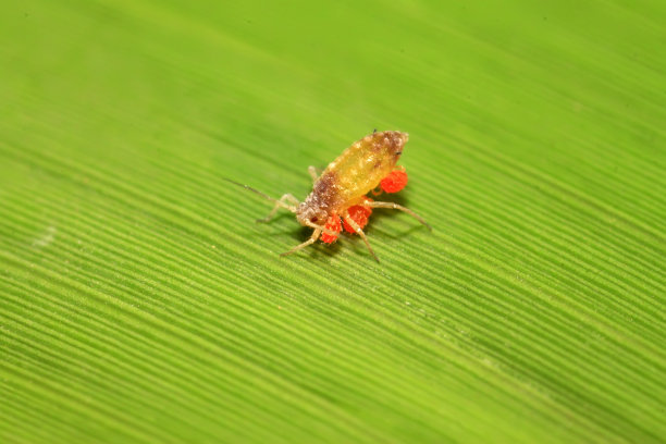 野外植物上的朱砂叶螨素材图片
