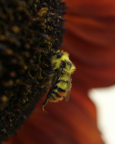 快乐的蜜蜂图片下载