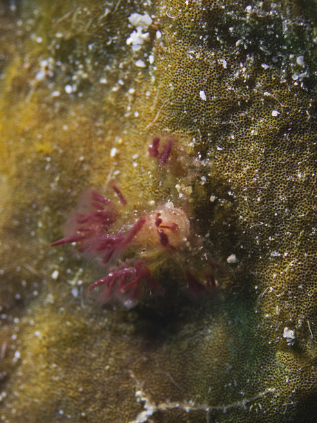 Decorator蟹,Dekorier-Krabbe图片下载