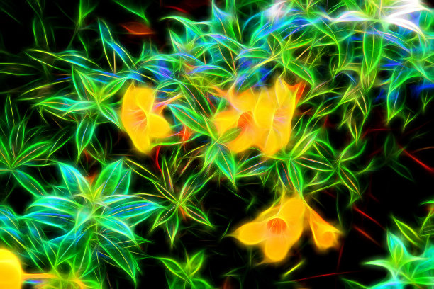 鲜花。图片下载