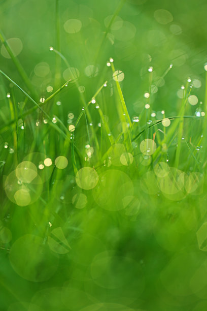 春天草背景。明亮的绿草和水珠。自然背景与绿色草在一个凉爽的色调图片下载