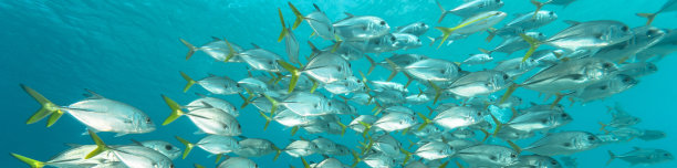 马眼杰克素材图片