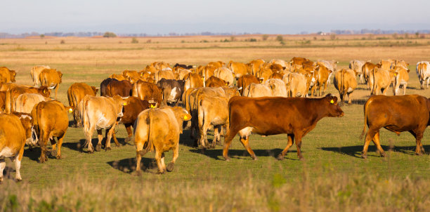 匈牙利Hortobagy草原上的奶牛图片图片下载