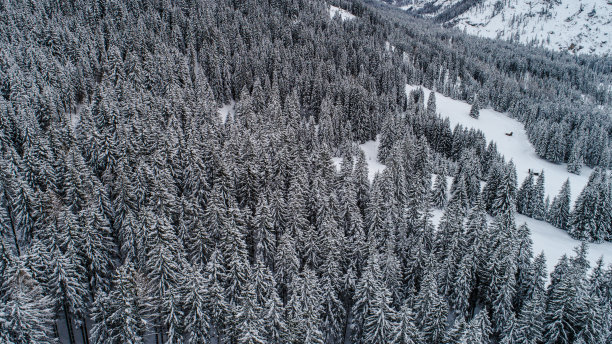 鸟瞰树上的雪-意大利的阿尔卑斯山图片下载