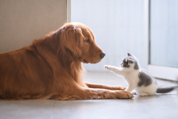 金毛寻回犬和小猫素材图片