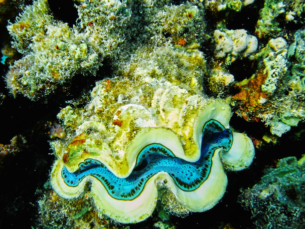 水下砗磲蛤蜊特写图片下载