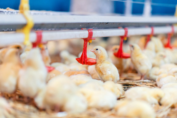 农场里的小鸡在喝水图片下载