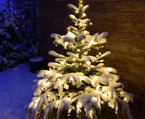 圣诞树图片下载