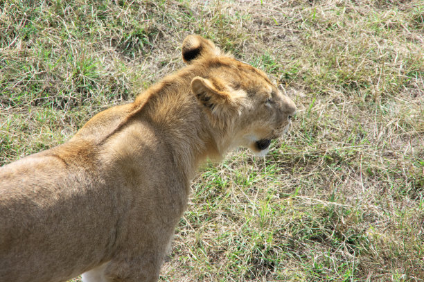 草里的小狮子图片下载