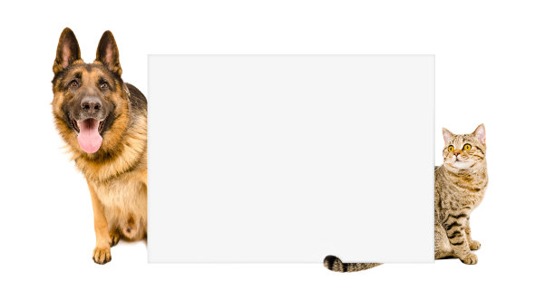 狗和猫从横幅后面往外看图片下载