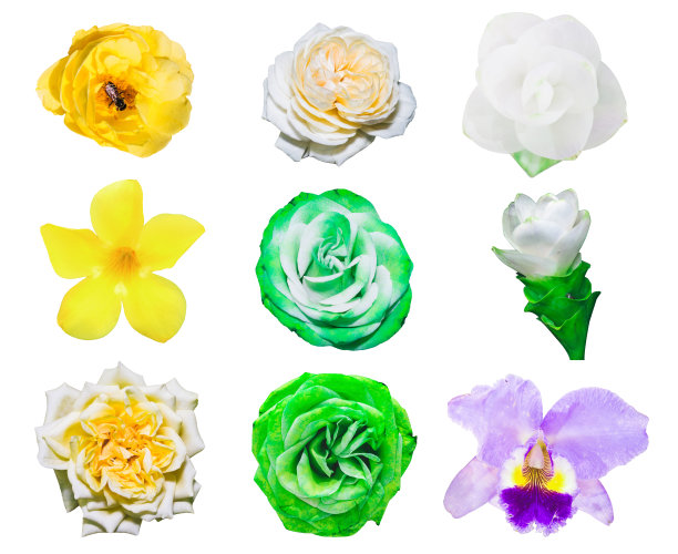 花在白色的孤立设置鲜艳多彩的图片下载