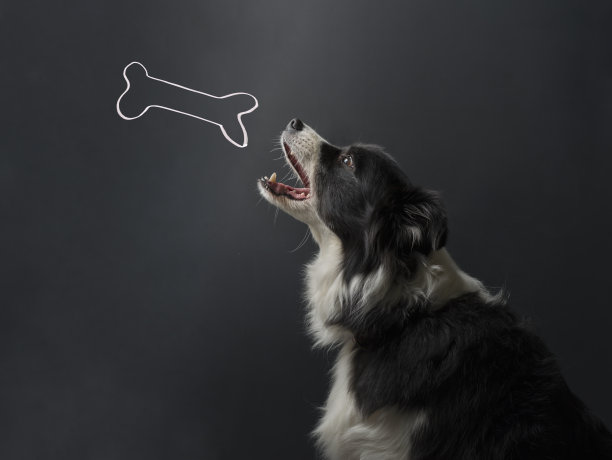 狗和骨头图片下载