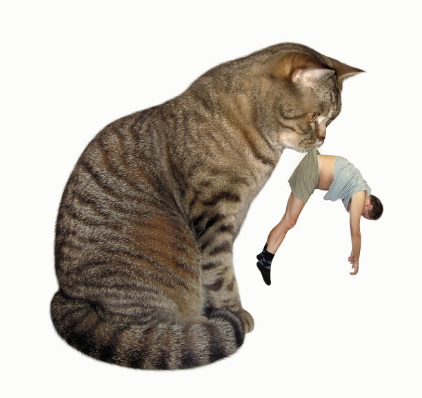 猫抱着男人图片下载