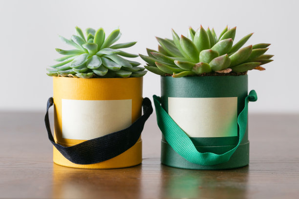 多肉diy纸锅。斯堪的纳维亚室内装饰。副本的空间。空白文本图片下载