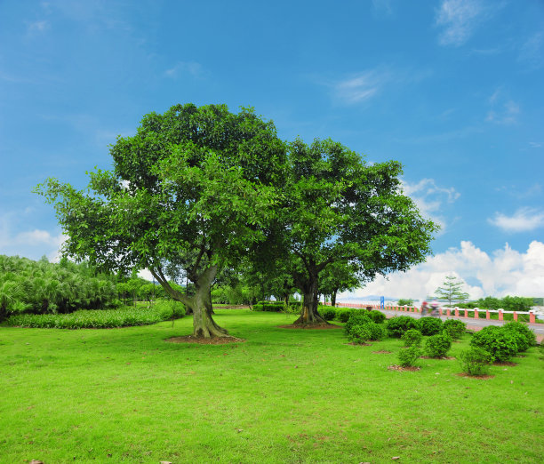 自然背景。绿色的田野和公园里的大树。图片下载