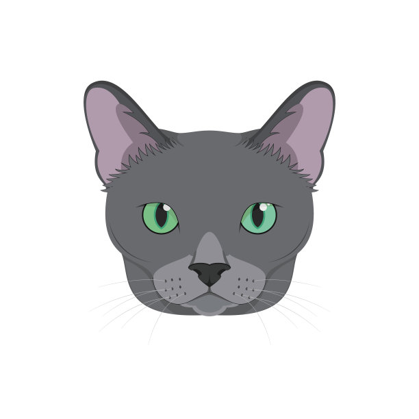 俄罗斯蓝猫孤立在白色背景矢量插图图片下载