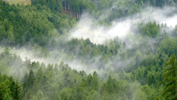 徒步穿越多云的森林图片下载
