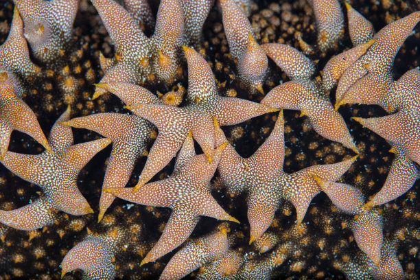 海参摘要图片下载