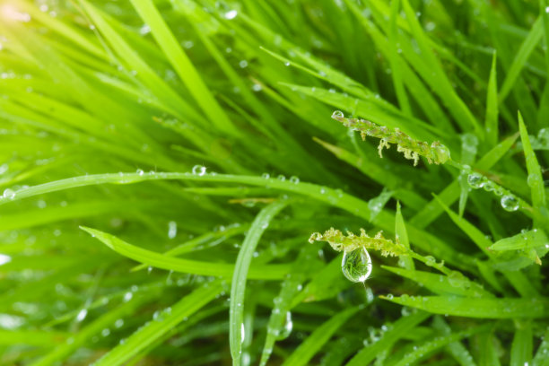 新鲜的水滴在草地上的特写图片下载