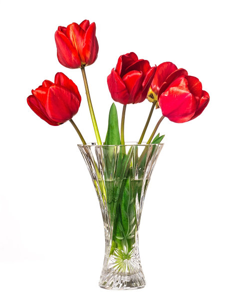 花瓶上白色背景上的红色郁金香花图片下载