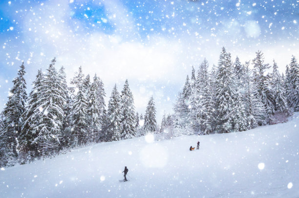 美丽的冬天风景，树上有雪图片下载