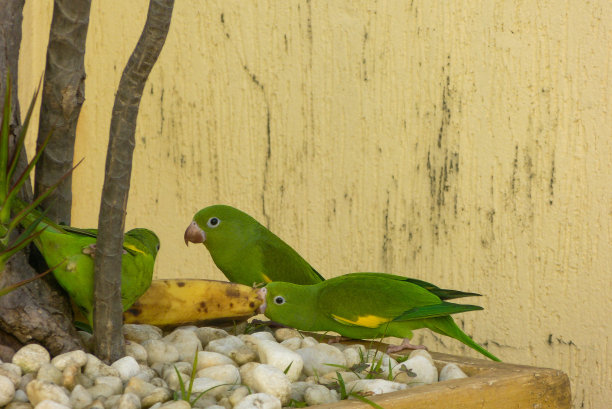 花园里的绿色长尾鹦鹉图片下载