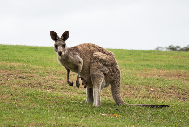 澳大利亚本土袋鼠妈妈和小袋鼠在育儿袋站在田野图片下载