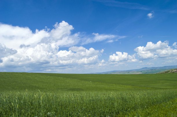 绿麦穗、绿生麦穗的田间照片。绿色的麦穗绿色的麦穗在白色的背景上粗糙的图片，图片下载