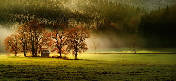 巴伐利亚自然最好的秋天景观，几棵树和壮丽的光和雾图片下载