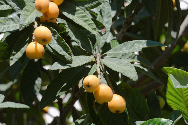 树上的马耳他李子图片下载