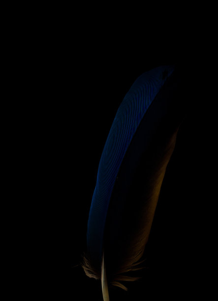 鸟的羽毛图片下载