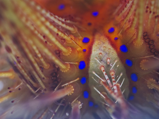 海胆的细节(Asteropyga radiata)图片下载