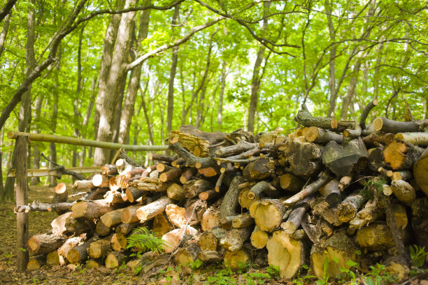 森林图片下载